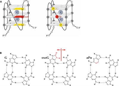 Lesion Recognition and Cleavage of Damage-Containing Quadruplexes and Bulged Structures by DNA Glycosylases